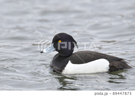 キンクロハジロ 89447873