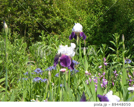 ジャーマンアイリスの立派な紫色の垂れの付いた白い花 89448050
