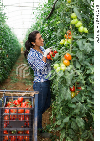 Latina harvesting red tomatoes in farm glasshouse Latina harvesting red tomatoes in farm glasshouse 89448178