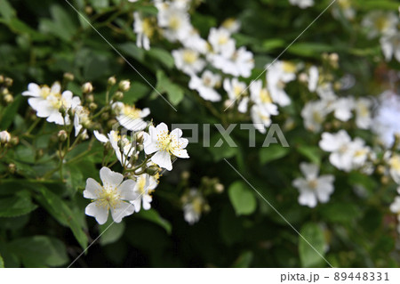 ノイバラ（野茨） 89448331