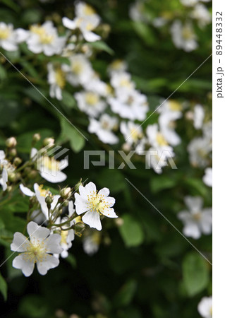 ノイバラ（野茨） 89448332