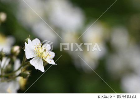 ノイバラ（野茨） 89448333