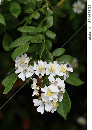 ノイバラ（野茨） 89448335