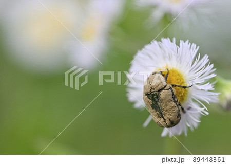 ハナムグリ 89448361