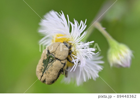 ハナムグリ 89448362