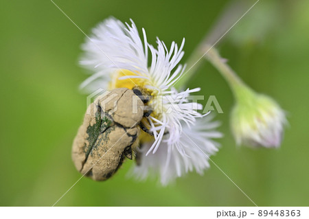 ハナムグリ 89448363