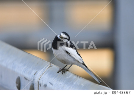 ハクセキレイ 89448367