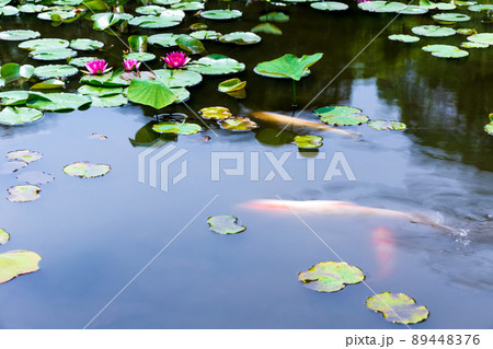 京都市山科区勧修寺の睡蓮と鯉を撮影 89448376