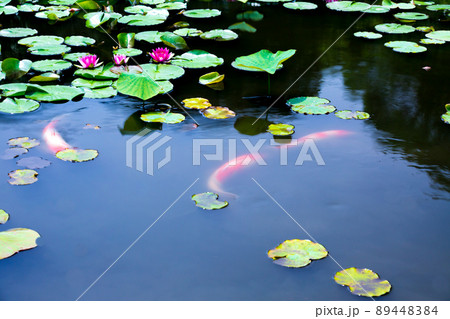 京都市山科区勧修寺の睡蓮と鯉を撮影 89448384
