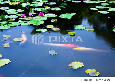 京都市山科区勧修寺の睡蓮と鯉を撮影 89448391