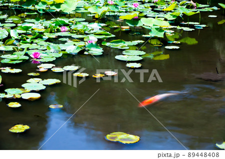 京都市山科区勧修寺の睡蓮と鯉を撮影 89448408