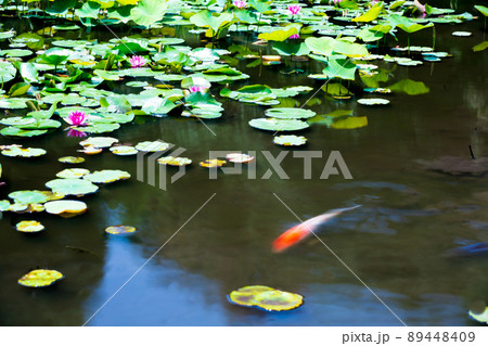 京都市山科区勧修寺の睡蓮と鯉を撮影 89448409