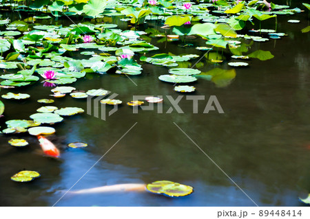 京都市山科区勧修寺の睡蓮と鯉を撮影 89448414