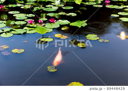 京都市山科区勧修寺の睡蓮と鯉を撮影 89448429