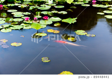 京都市山科区勧修寺の睡蓮と鯉を撮影 89448441