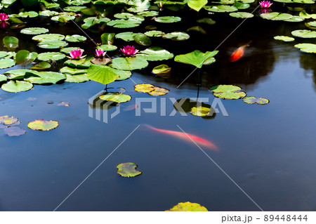 京都市山科区勧修寺の睡蓮と鯉を撮影 89448444