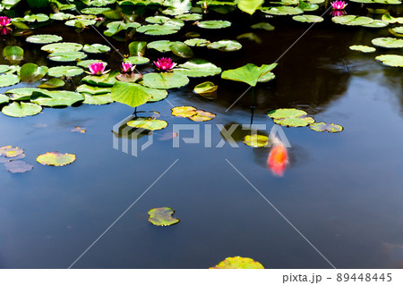 京都市山科区勧修寺の睡蓮と鯉を撮影 89448445