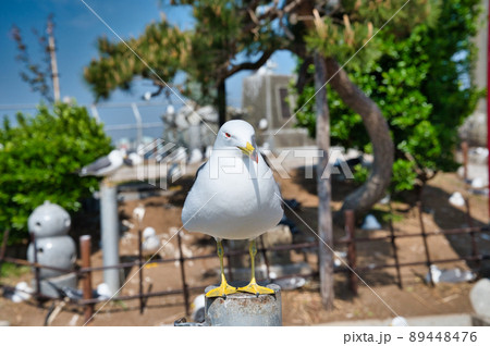 蕪島神社のうみねこ 89448476