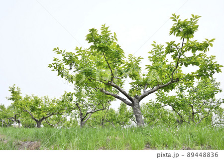 柿の木（新緑） 89448836