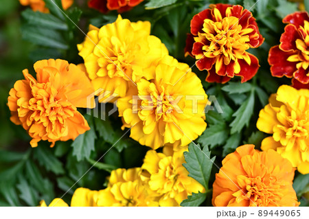 マリーゴールド 89449065