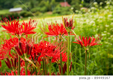 京都府亀岡市犬甘野(いぬかんの)で撮影した蕎麦畑の田園風景 89449167