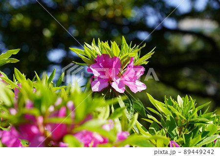 ツツジ 89449242