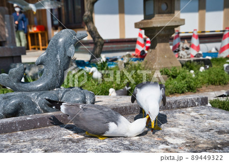蕪島神社のうみねこ 蕪島神社のうみねこ 89449322