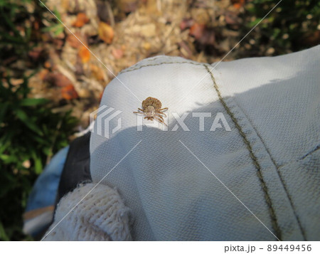 登山中、ズボンにくっついたタカサゴキララマダニ 89449456