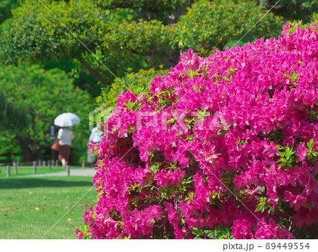 鮮やかに咲くツツジ（2022年5月） 89449554