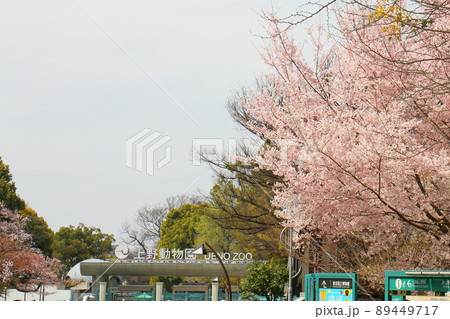 東京都恩賜上野動物公園と桜 Ueno zoo 開園は1882年 東京都台東区上野公園 東京都恩賜上野動物公園と桜 Ueno zoo 開園は1882年 東京都台東区上野公園 89449717