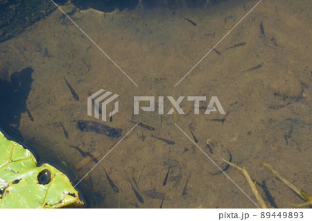 オニバスの郷　小魚　加須　埼玉 89449893