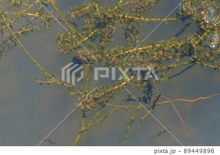 オニバスの郷　藻を食べる魚　加須　埼玉 89449896