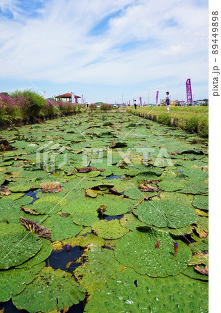 オニバスの郷　加須　埼玉 89449898