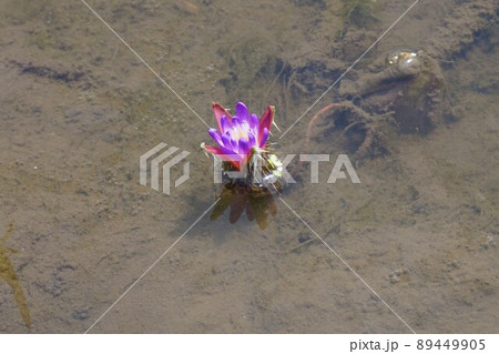 オニバスの郷 加須 埼玉 オニバスの郷 加須 埼玉 89449905