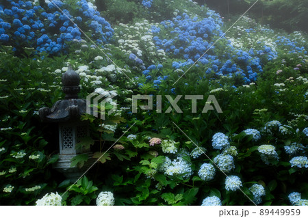 京都府福知山市観音寺のアジサイを撮影 89449959
