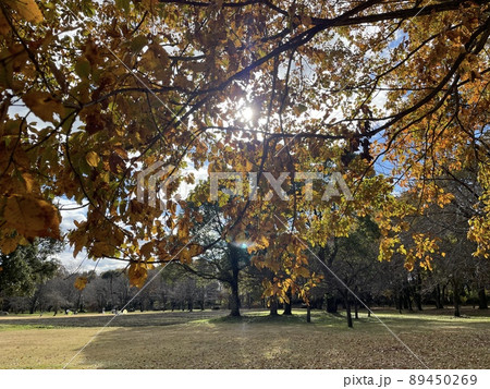 秋の空と紅葉した木 秋の空と紅葉した木 89450269