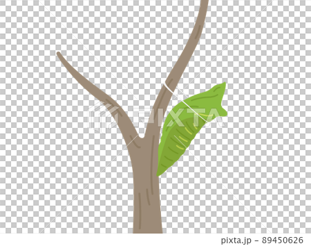 樹枝上燕尾蛹的插圖 樹枝上燕尾蛹的插圖 89450626