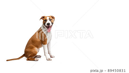 Profile view of purebred dog, Staffordshire terrier sitting on floor isolated on white studio background. Looks happy, delighted. Flyer Profile view of purebred dog, Staffordshire terrier sitting on floor isolated on white studio background. Looks happy, delighted. Flyer 89450831