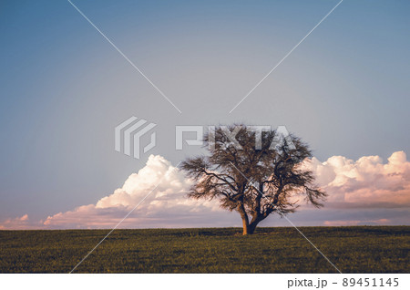 Lonely tree in La Pampa, Argentina 89451145