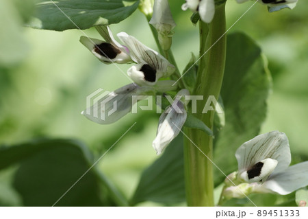 春の畑で咲く ソラマメの花の写真素材