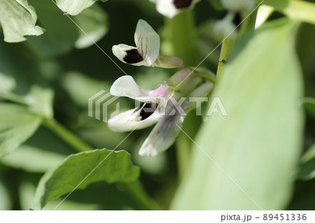 春の畑で咲く、ソラマメの花 89451336