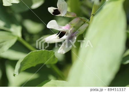 春の畑で咲く、ソラマメの花 89451337