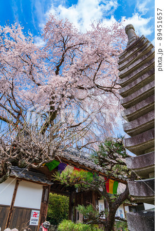 春の林陽寺、満開のしだれ桜〈岐阜県岐阜市〉 89451657