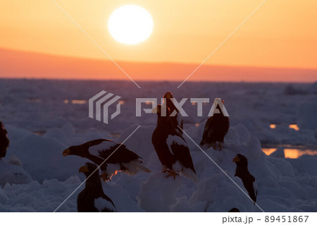 国後島の日の出とオオワシ 89451867