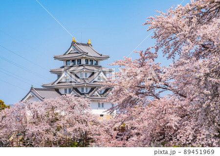 春の墨俣一夜城、満開の桜〈岐阜県大垣市〉 89451969