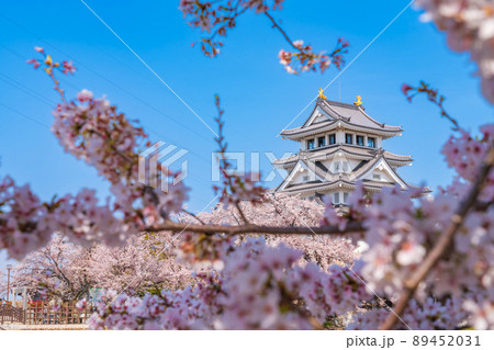 春の墨俣一夜城、満開の桜〈岐阜県大垣市〉 89452031