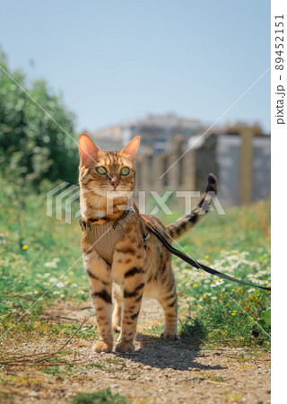 Bengal cat on a leash while walking. Bengal cat on a leash while walking. 89452151