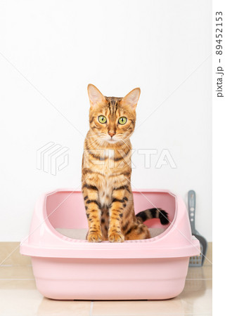 Bengal cat sits in a tray in the living room. Bengal cat sits in a tray in the living room. 89452153