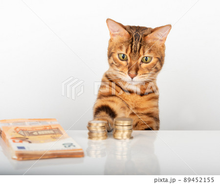Domestic cat looks not at the money on the table Domestic cat looks not at the money on the table 89452155