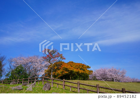 桜 青ノ山山頂古墳群付近(香川県丸亀市) 桜 青ノ山山頂古墳群付近(香川県丸亀市) 89452182